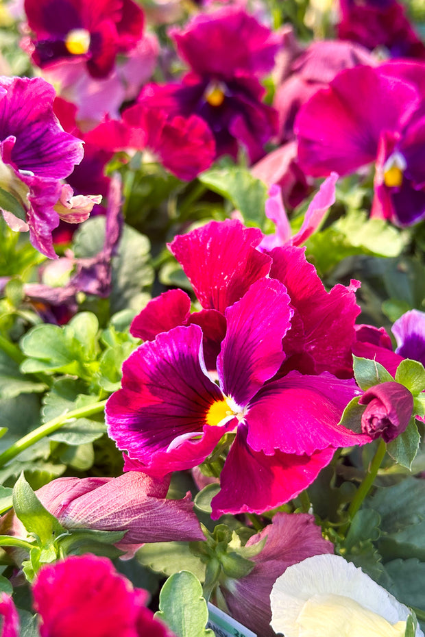 Pansy, Majestic Giants II Rose Blotch