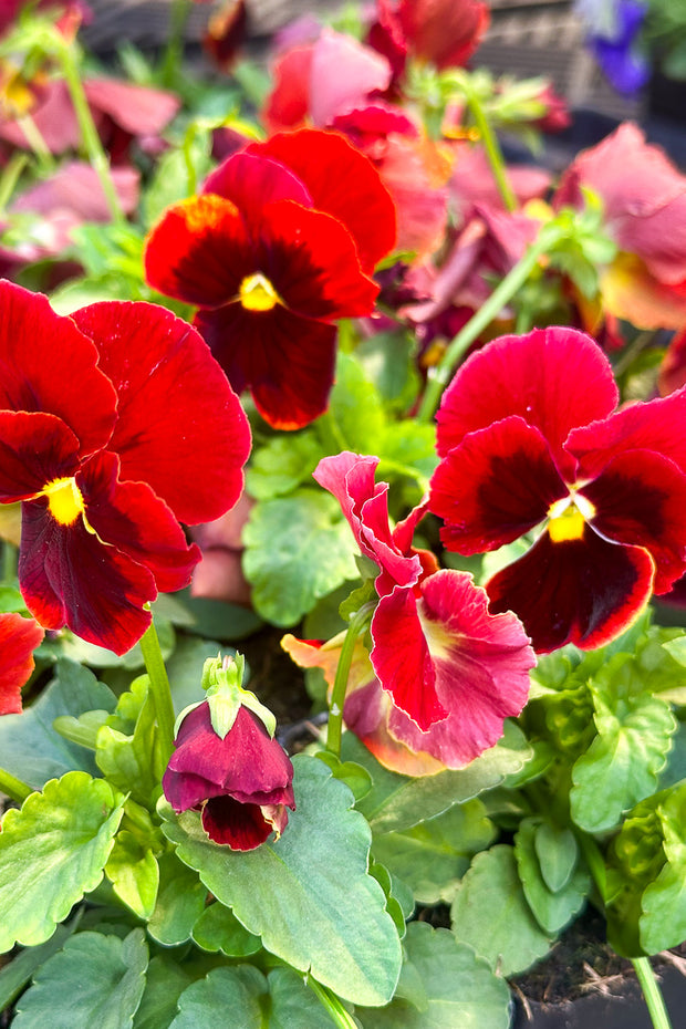 Pansy, Majestic Giant II Red Blotch