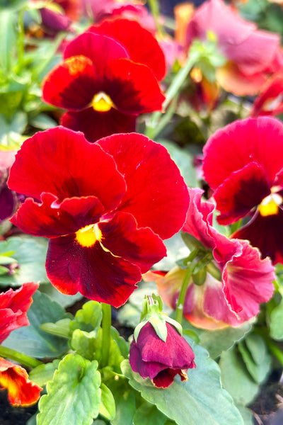 Pansy, Majestic Giant II Red Blotch