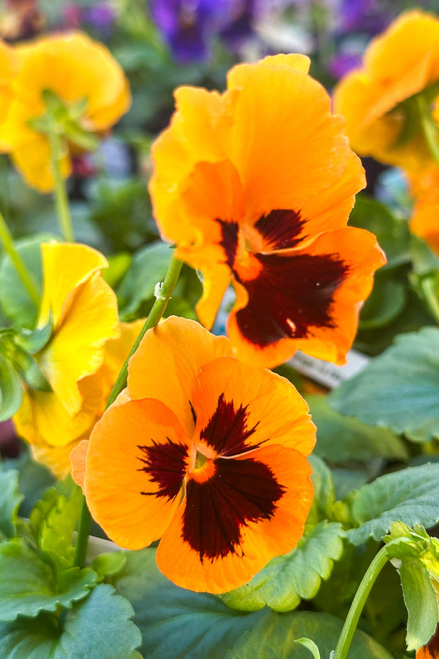 Pansy, Select Orange Blotch