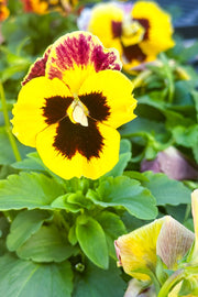 Pansy, Delta Pro Yellow w/ Red Wing