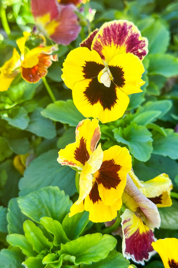 Pansy, Delta Pro Yellow w/ Red Wing