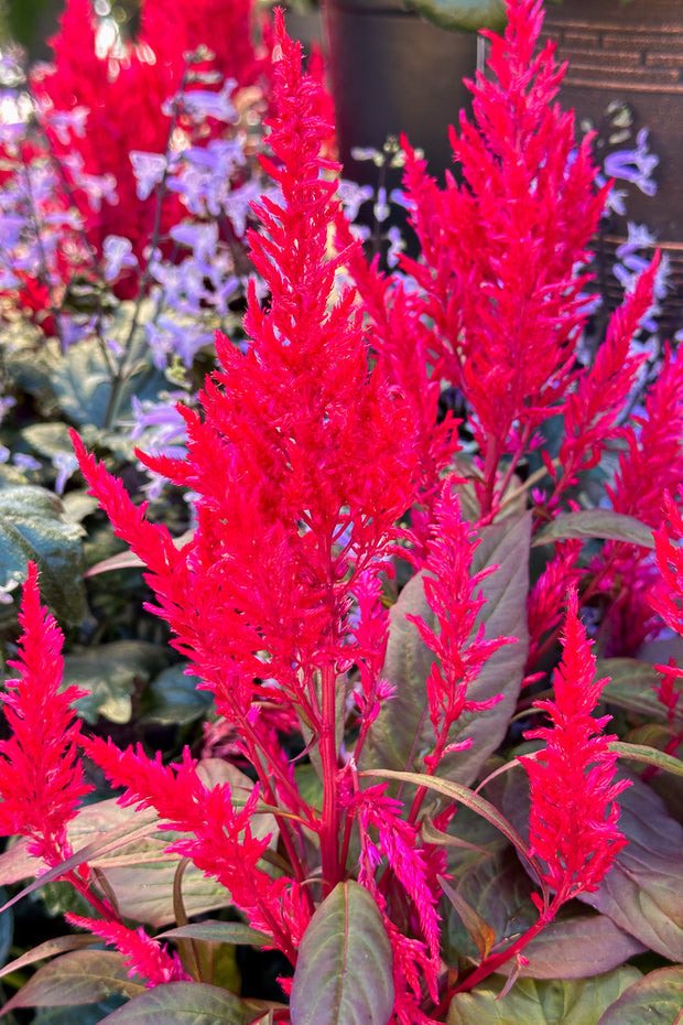 Celosia, Dragons Breath