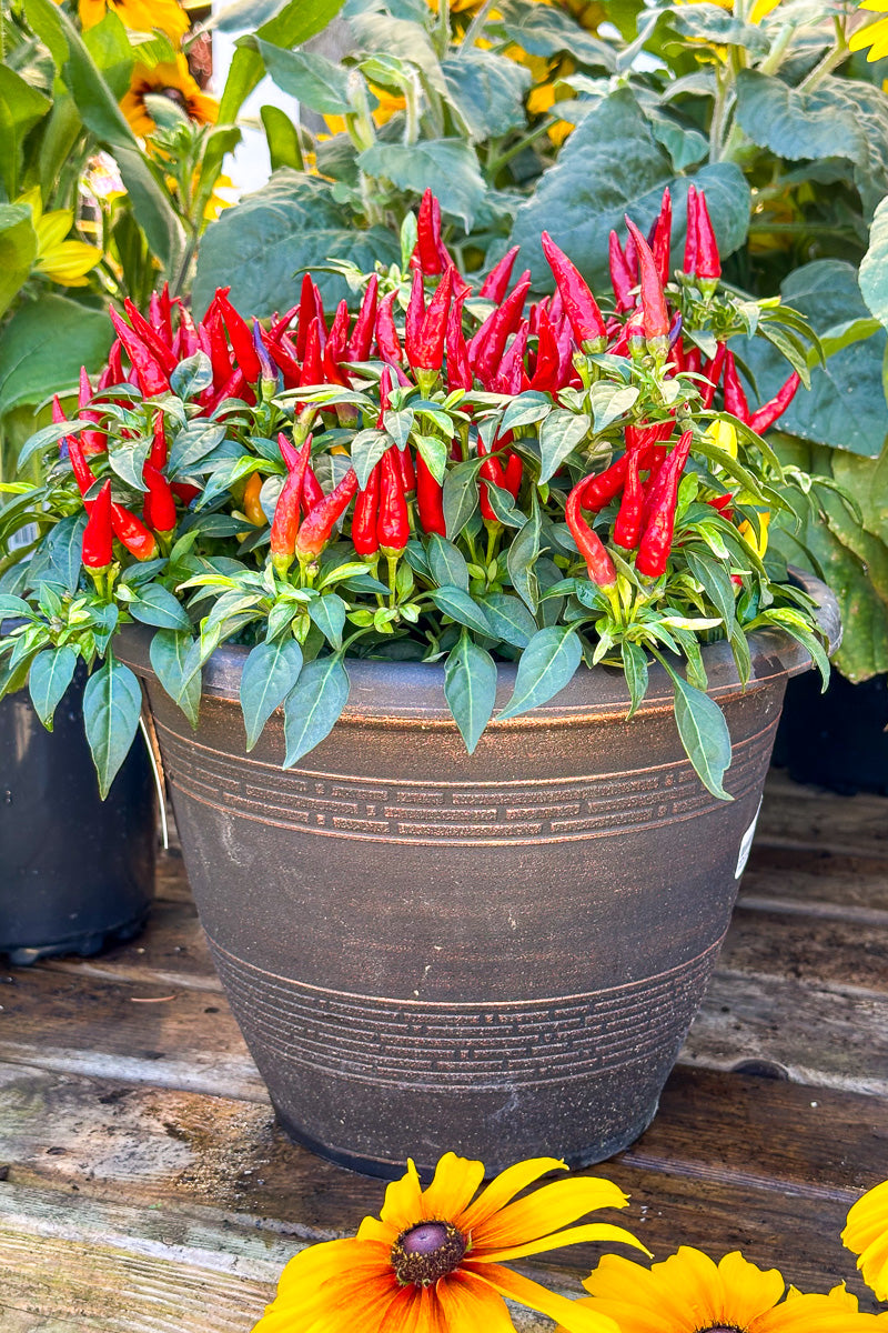 Ornamental Pepper, Mixed