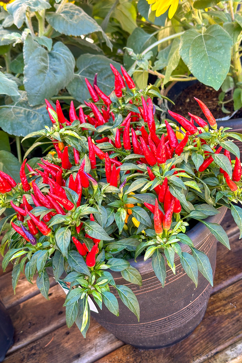 Ornamental Pepper, Mixed
