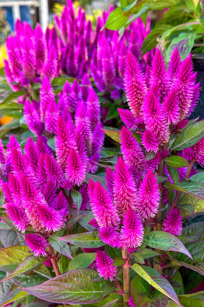 Celosia, Intenz Classic