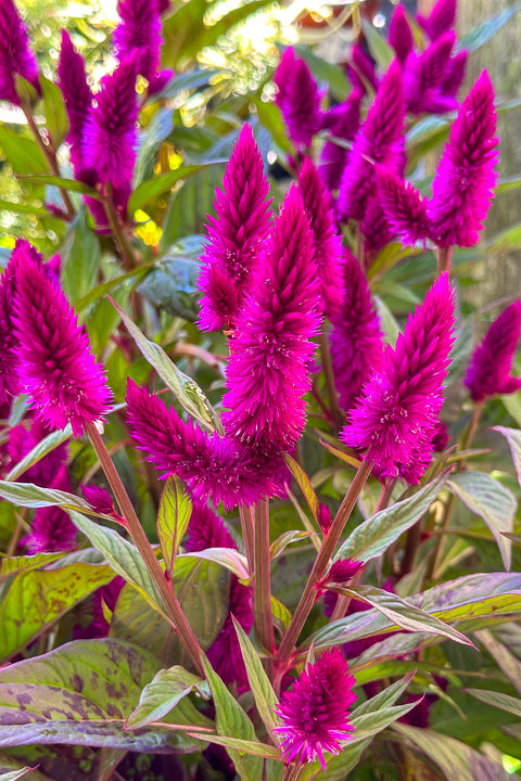 Celosia, Intenz Dark Purple 8"