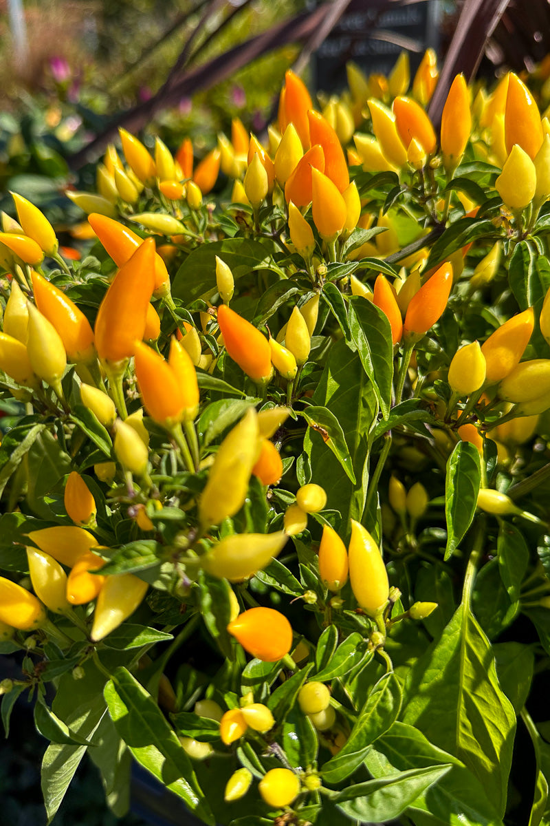 Ornamental Pepper, Sedona Sun