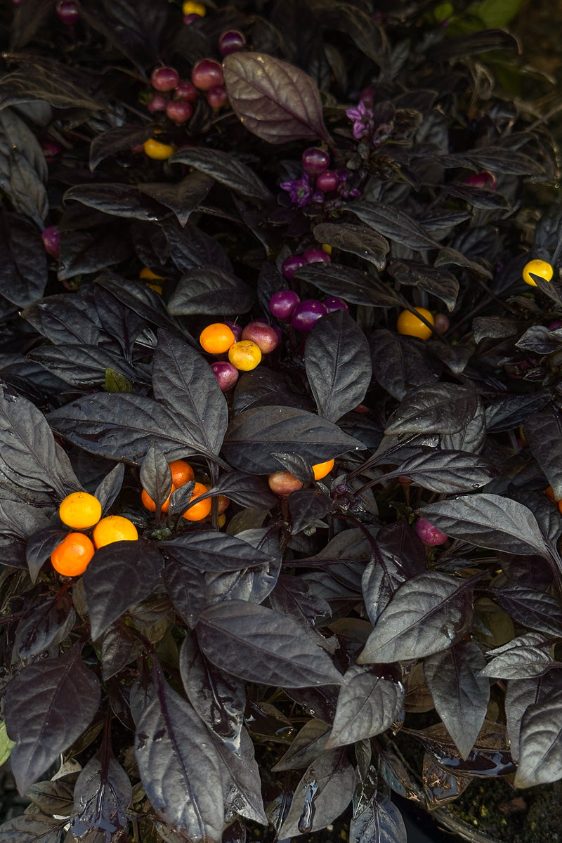 Ornamental Pepper, Onyx Orange