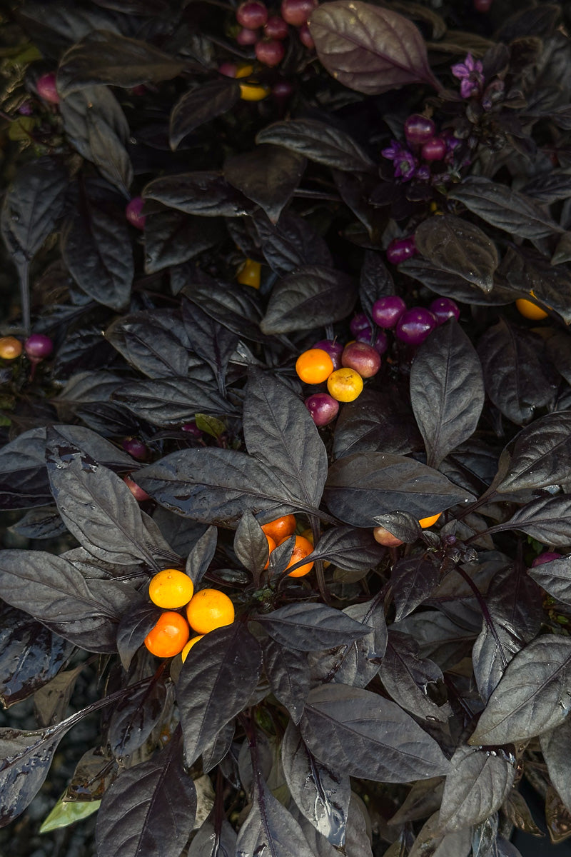 Ornamental Pepper, Onyx Orange
