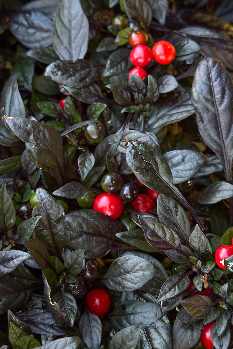 Ornamental Pepper, Onyx Red