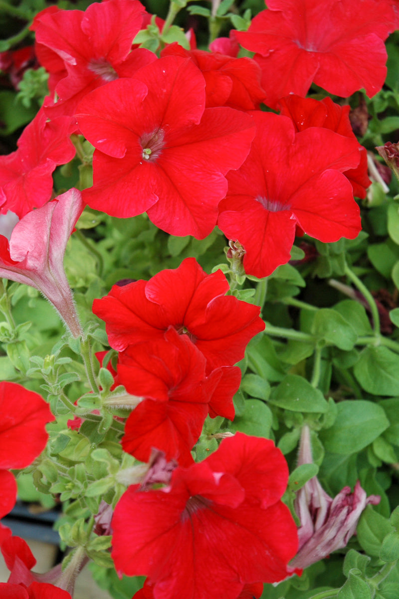 Petunia, Dreams Red