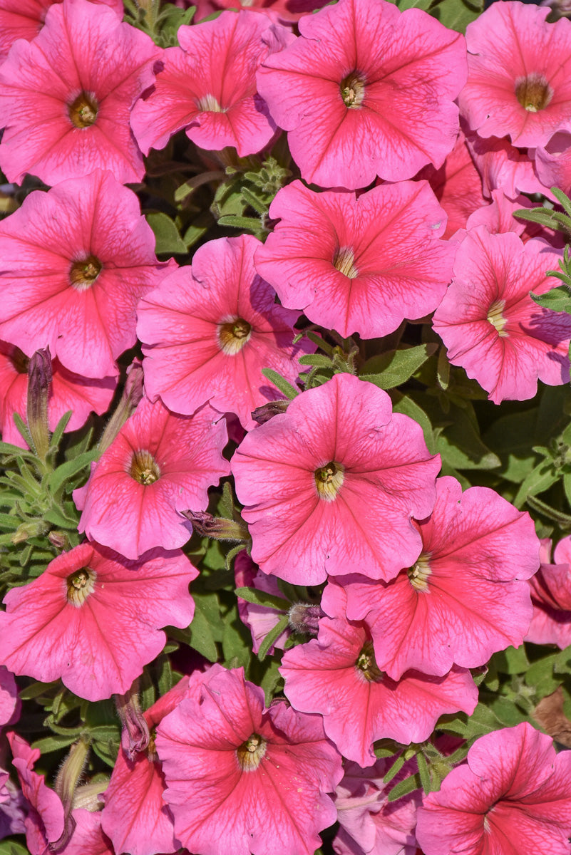 Petunia, Cannonball Pink