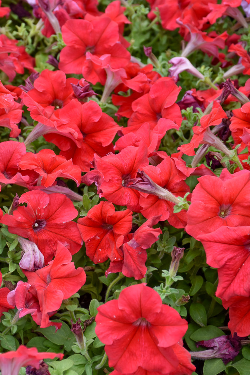 Petunia, Dreams Red