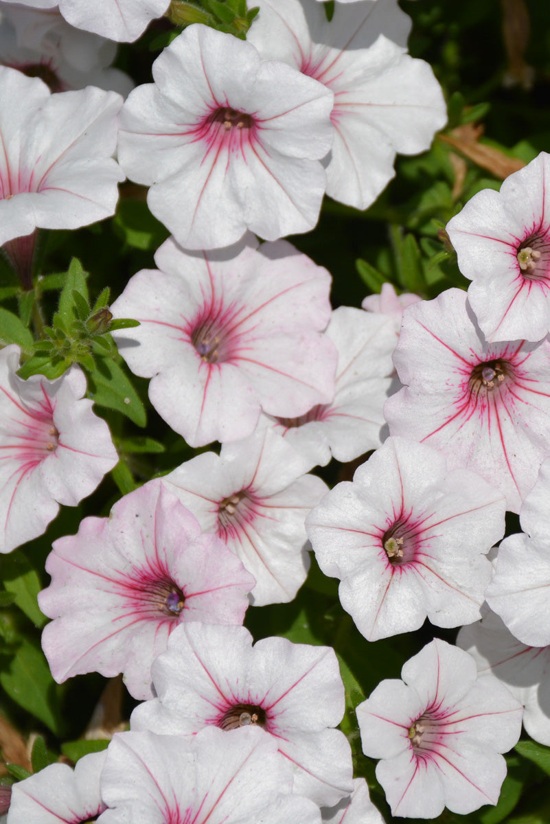 Petunia, Supertunia Silver Berry