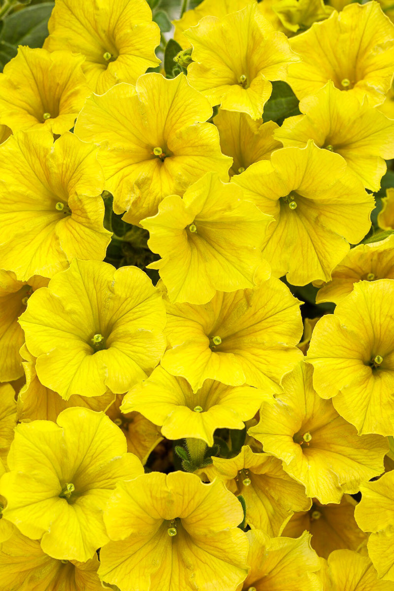 Petunia, Supertunia Yellow