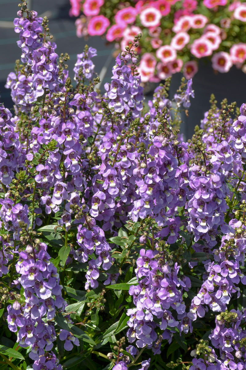 Angelonia, Serenita Sky Blue