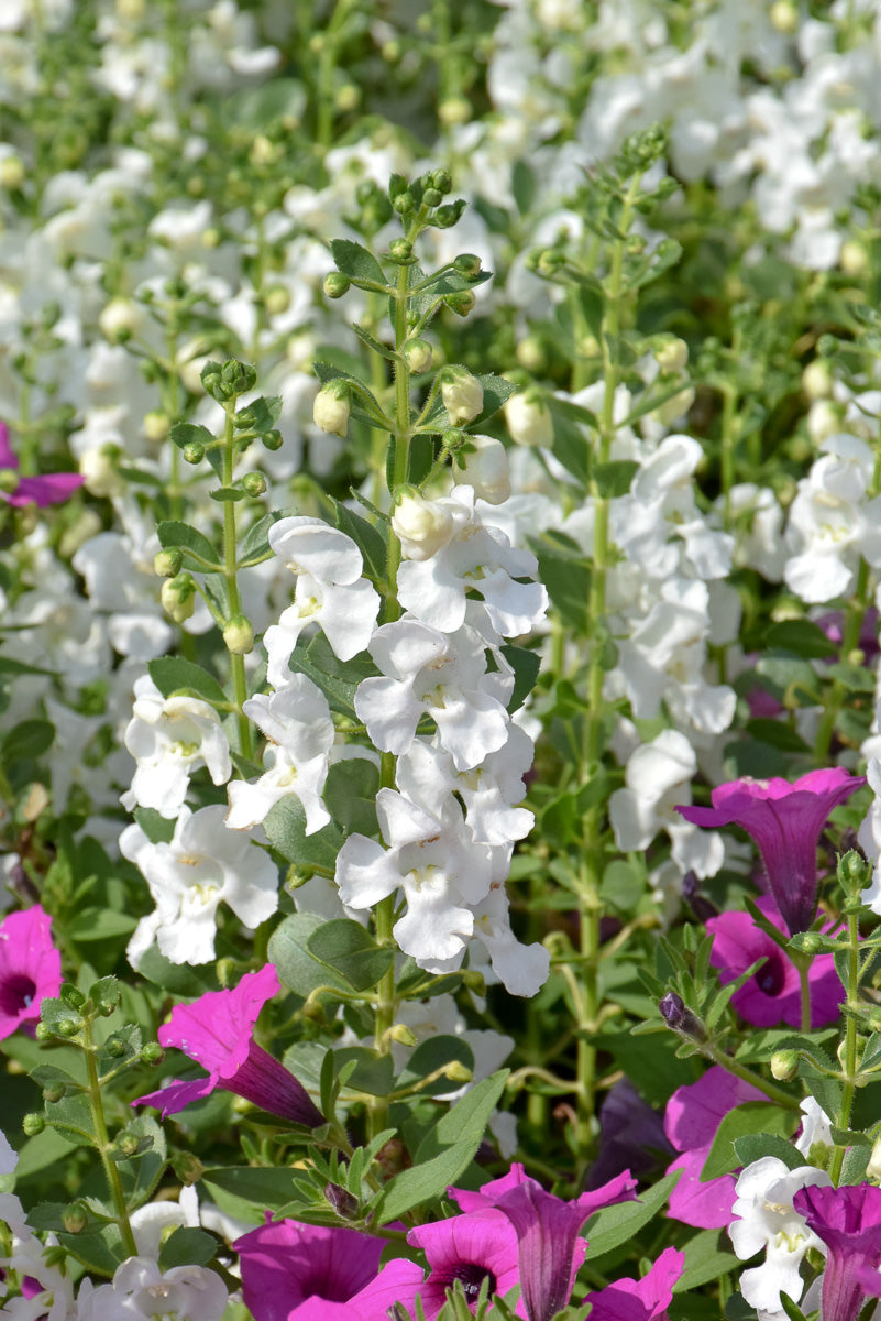 Angelonia, Snow Ball