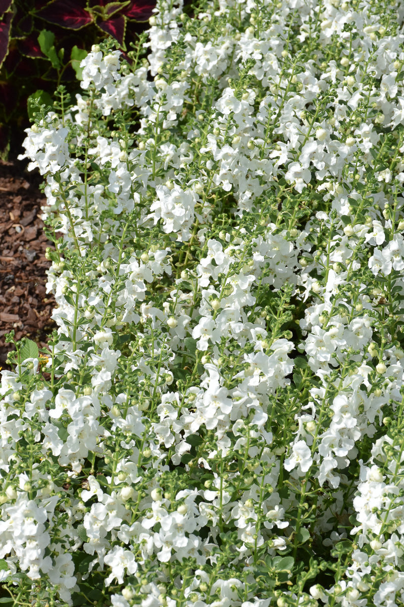 Angelonia, Snow Ball