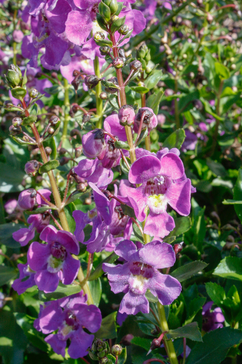Angelonia, Alonia Dark Lavender