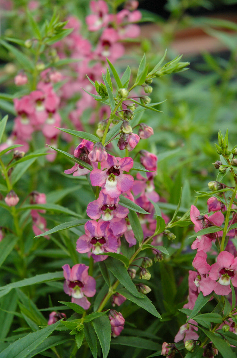 Angelonia, Dark Pink