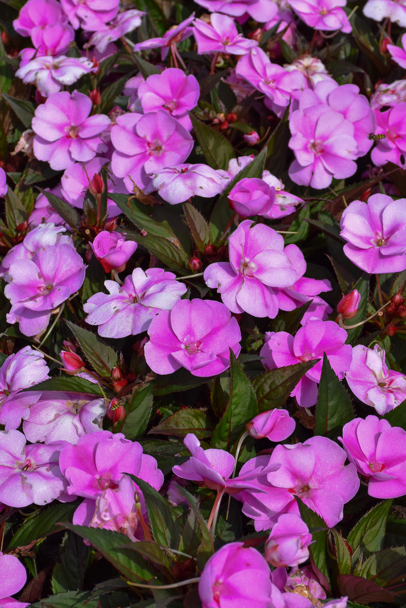 Impatiens, Sunpatiens Lavender Splash
