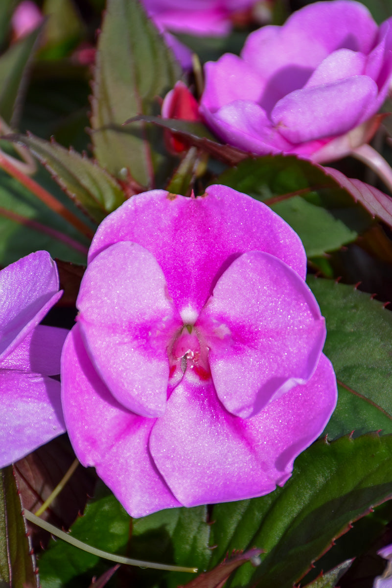 Impatiens, Sunpatiens Lavender Splash