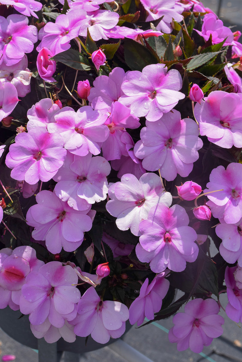 Impatiens, Sunpatiens Compact Lavender