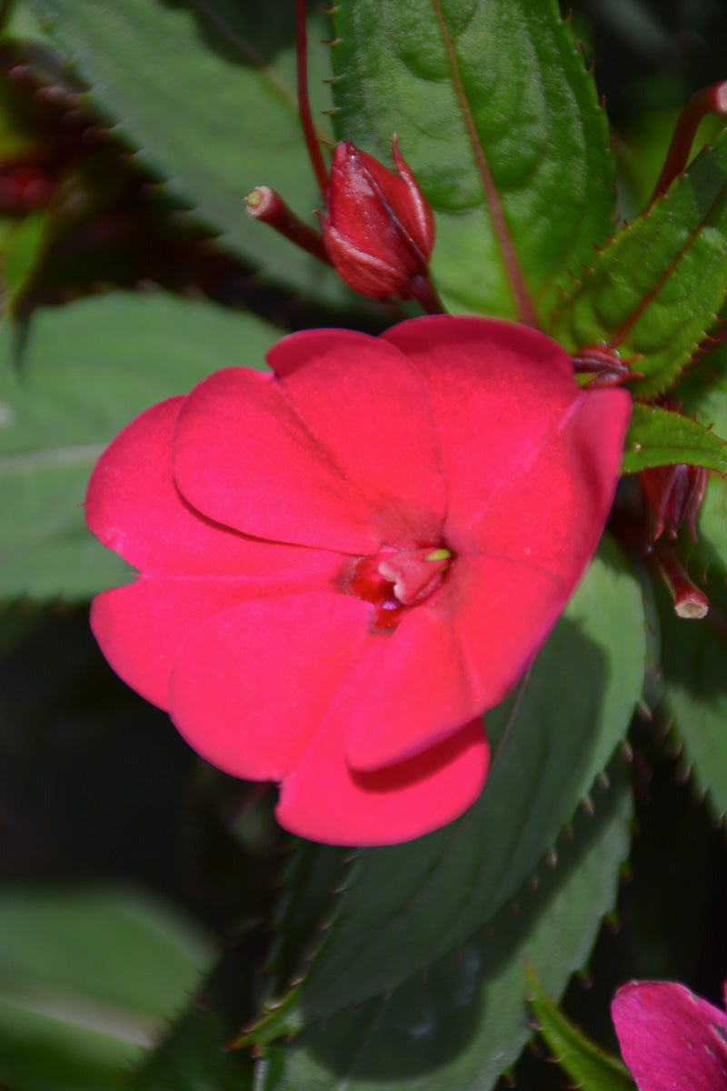 Impatiens, Sunpatiens  Royal Magenta