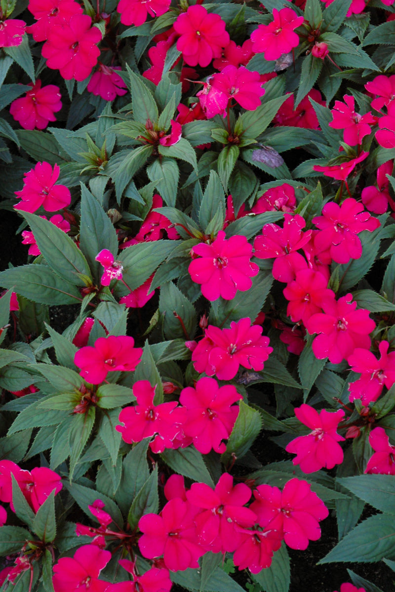 Impatiens, Sunpatiens  Royal Magenta