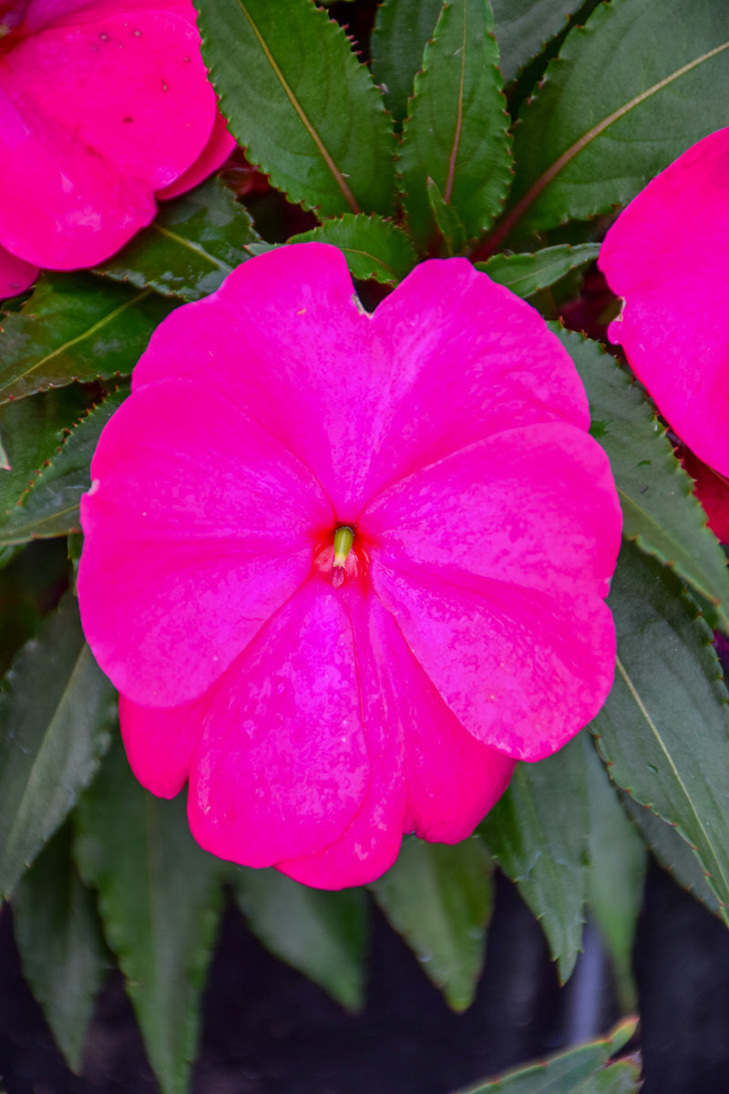 Impatiens, New Guinea Super Sonic Purple