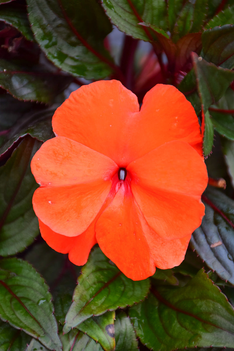 Impatiens, Super Sonic Flame Orange