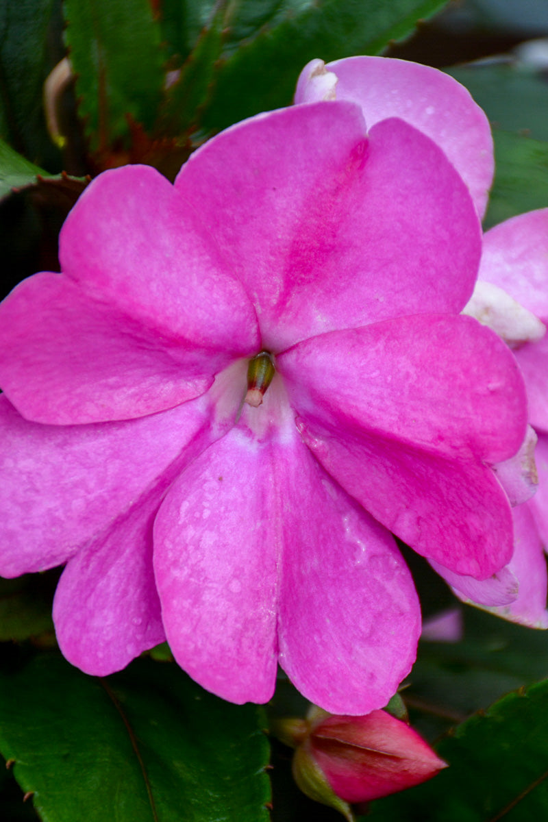Impatiens Sunpats Lilac