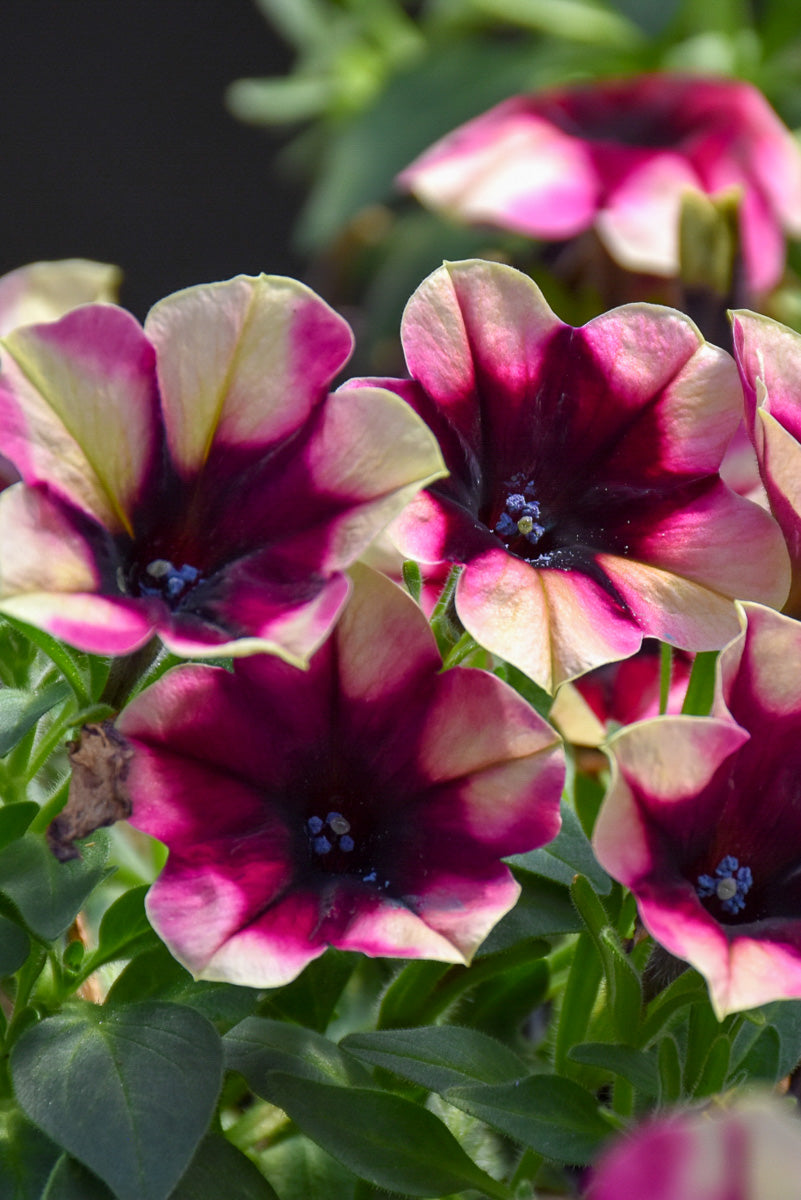 Petunia, Crazytunia Blackberry Jam