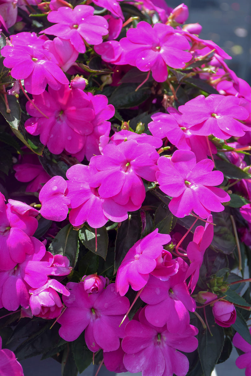 Impatiens Sunpats Lilac