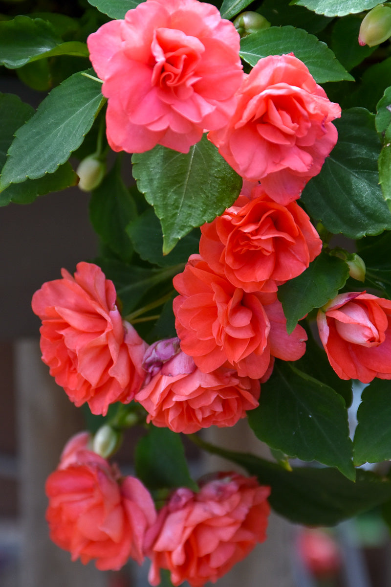 Impatiens, Double Salmon