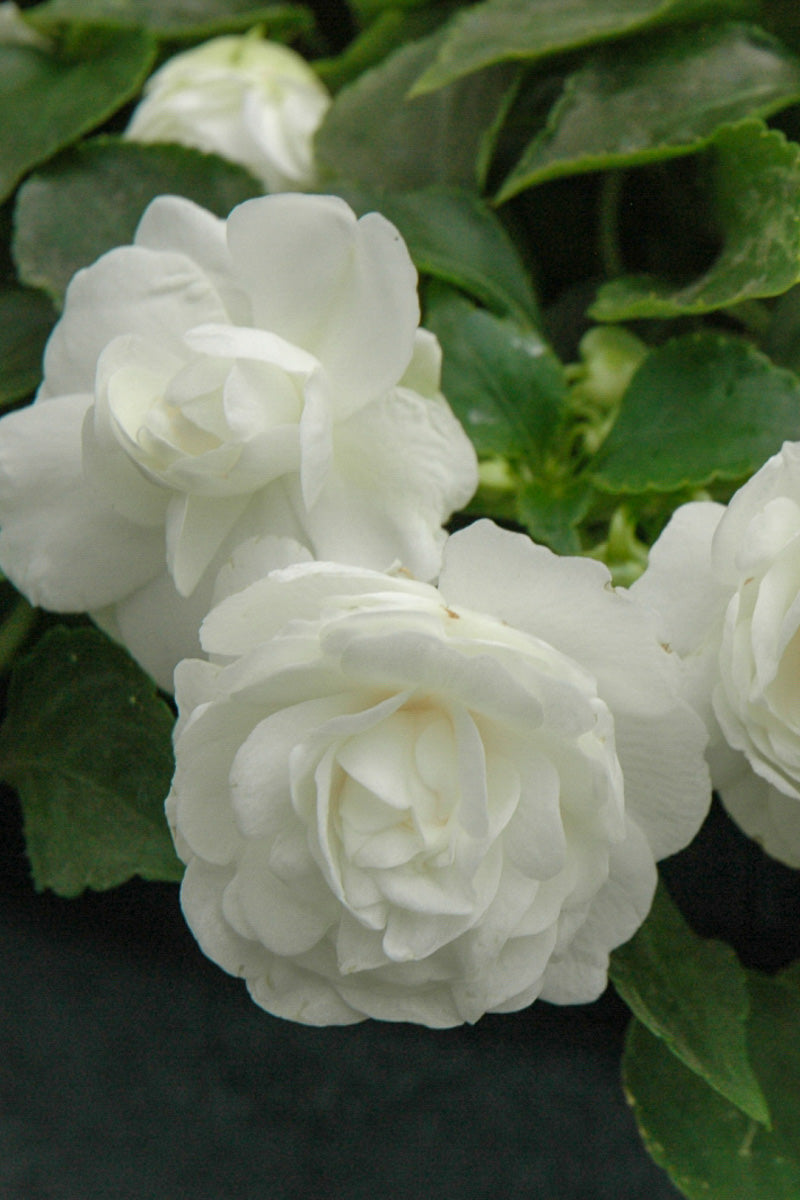 Impatiens, Double White