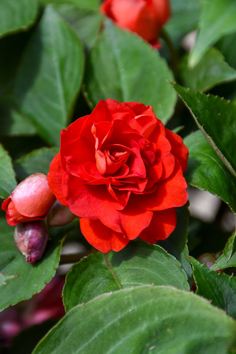 Impatiens, Double Red