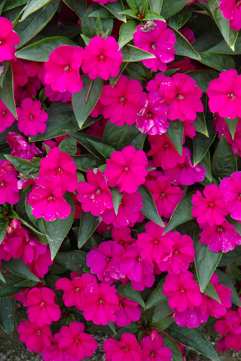 Impatiens, Bounce Violet