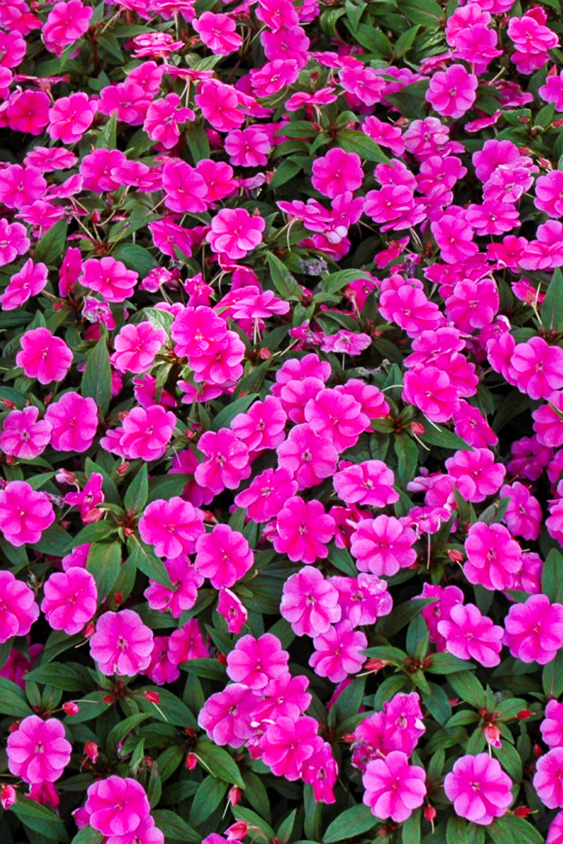 Impatiens Bounce Pink Flame