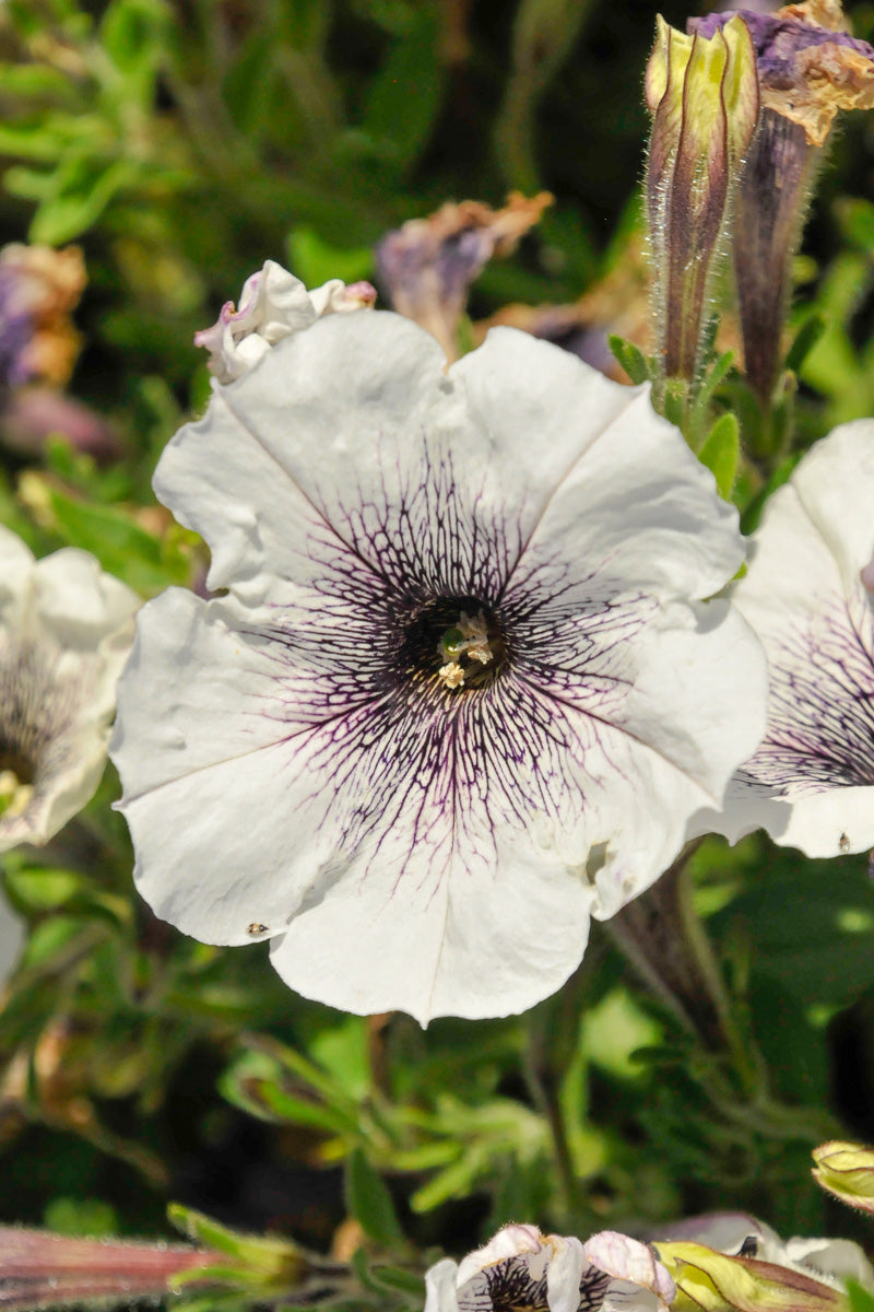 Petunia, Crazytunia Black & White