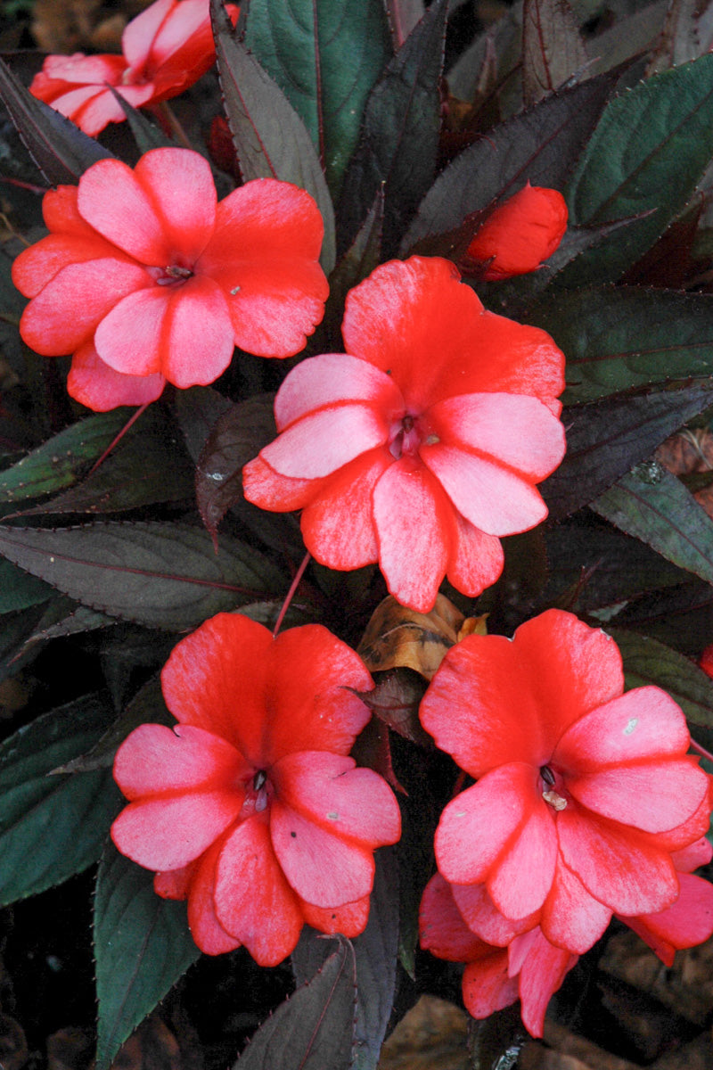 Impatiens, Red Star
