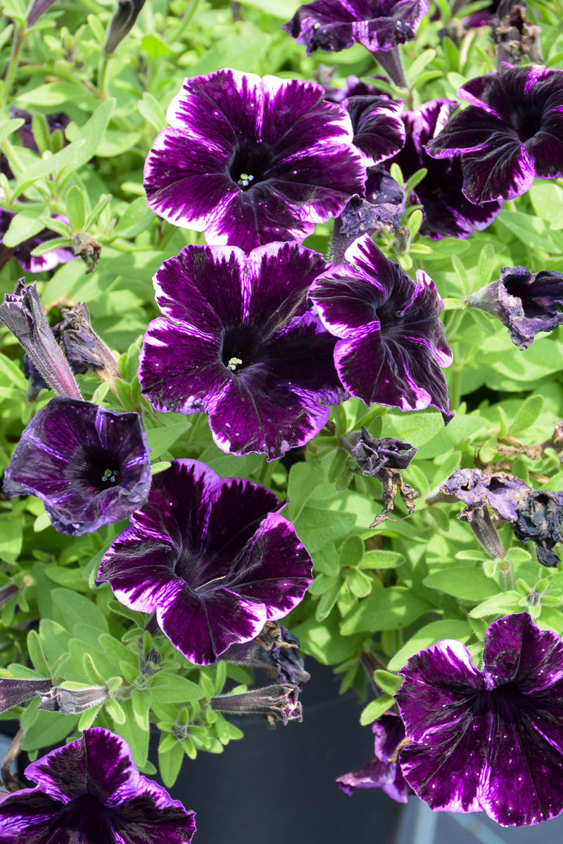 Petunia, Crazytunia Cosmic Violet