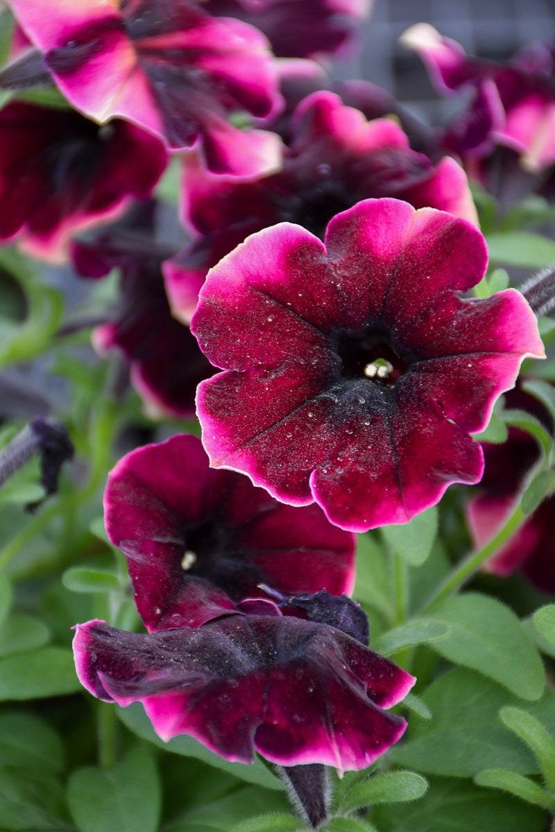 Petunia, Crazytunia Blackberry Cheesecake