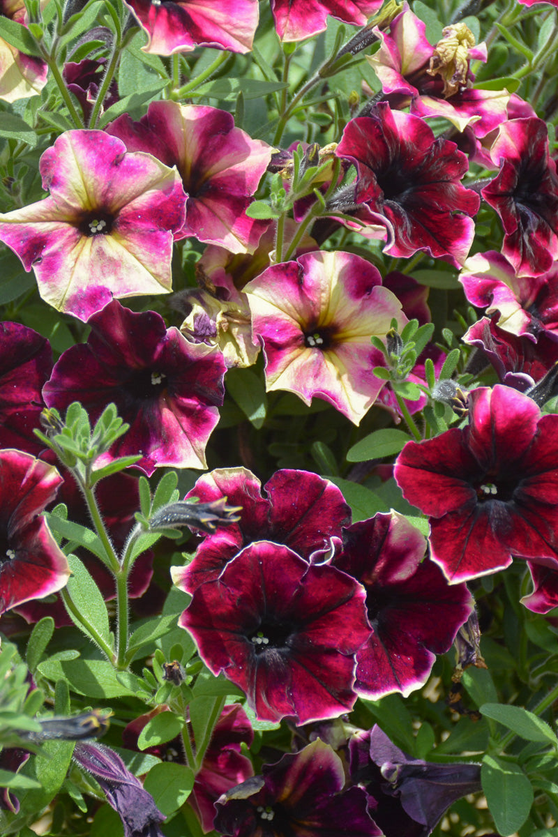 Petunia, Crazytunia Blackberry Cheesecake