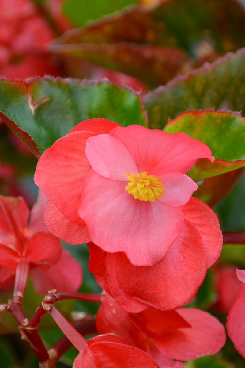 Begonia, Big Rose Green Leaf