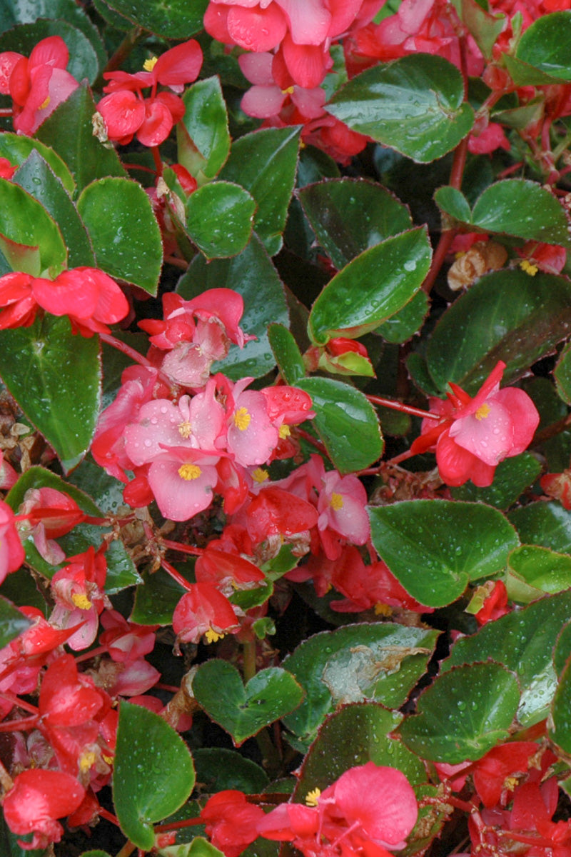 Begonia, Big Rose Green Leaf