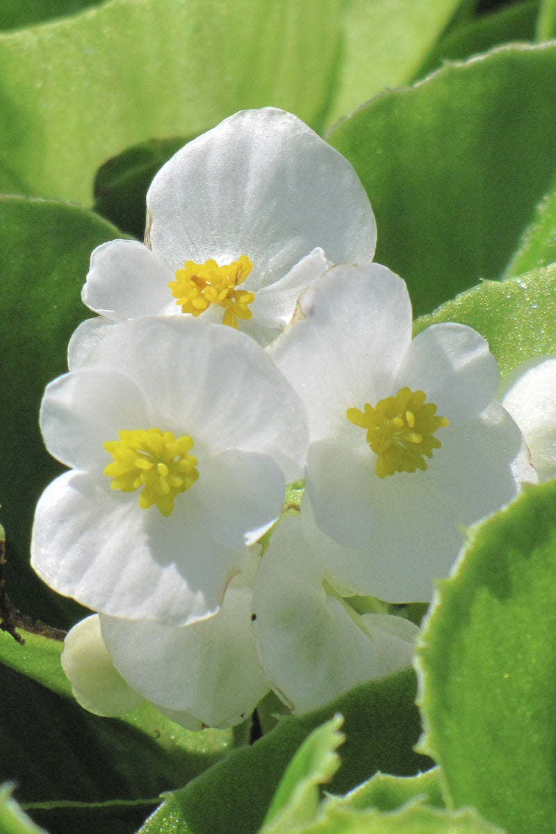 Begonia, Super Olympia White