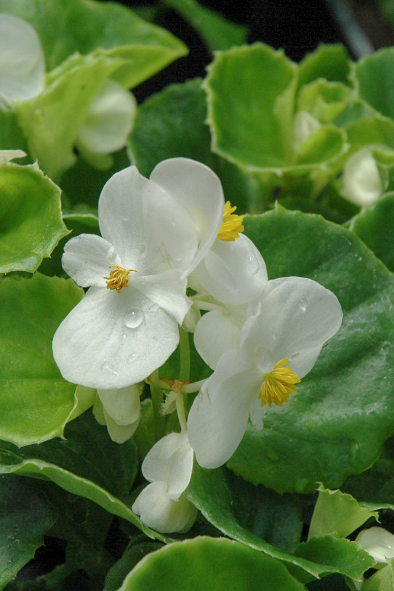 Begonia, Super Olympia White