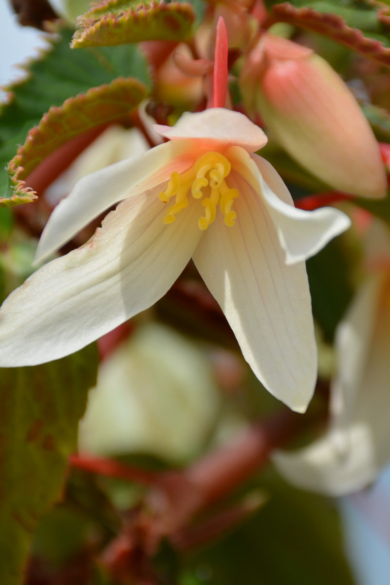Begonia, Bossa Nova White
